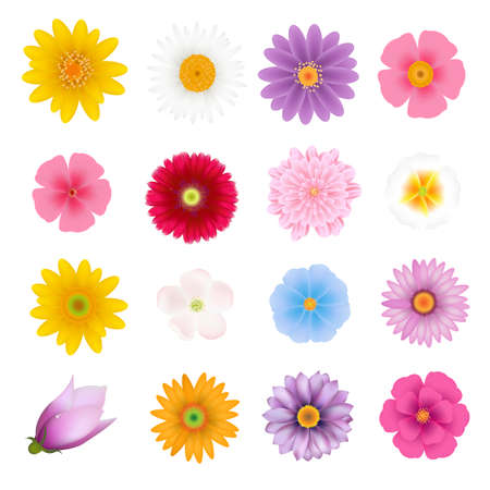 Summer Flowers Set With Gradient Mesh, Vector Illustrationのイラスト素材