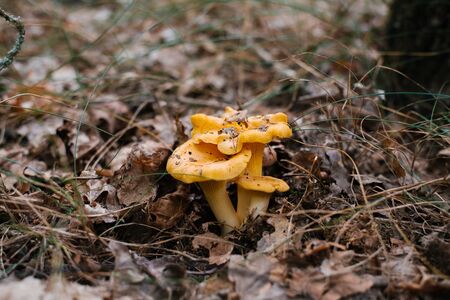 Chanterelle mushrooms grow in the forest in autumn or summerの写真素材