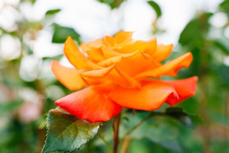 Floribunda, apricot fragrant rose flower orange close-upの写真素材