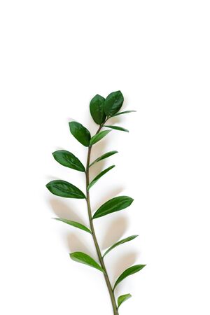 South African plant Zamioculcas, branch with leaves of houseplants on white background with shadowsの写真素材