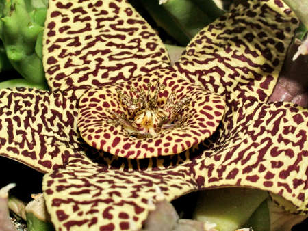 Flowring orbea variegataの写真素材