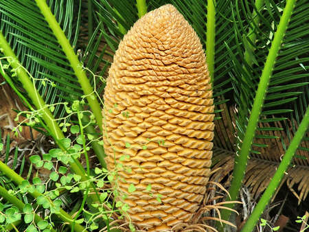 The male flower of the sago palmの写真素材