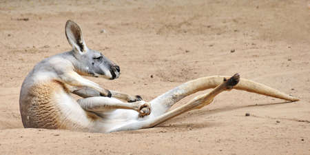 Red kangarooの写真素材