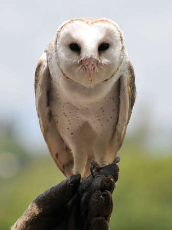 Barn Owl sits on its owner's handの写真素材