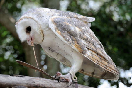 Barn Owl is eatingの写真素材