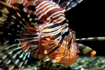 Lionfish close-up (Australia)