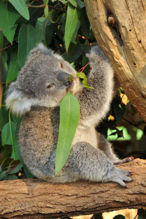 Koala joey eats eucalyptus leafの写真素材