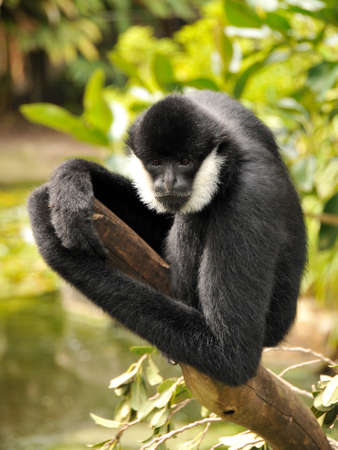 Male Northern White-cheeked Gibbon is sitting on a branchの写真素材