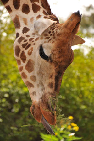 Giraffe eats some green leavesの写真素材