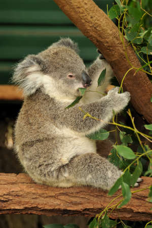 Koala joey eats eucalyptus leafの写真素材