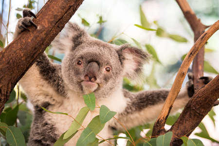 Curious koala looks into the cameraの写真素材