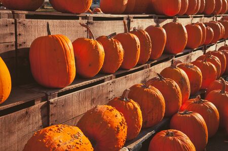 Numerous pumpkins lined up for sale at a rural country store.の写真素材
