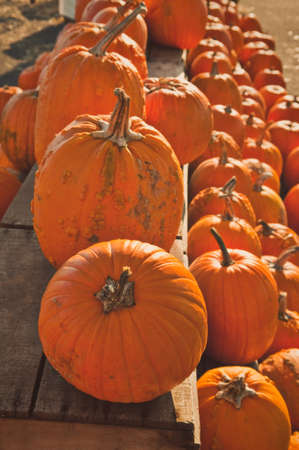 Numerous pumpkins lined up for sale at a rural country store.の写真素材