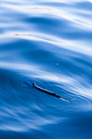 Stick floating in deep blue waterの写真素材