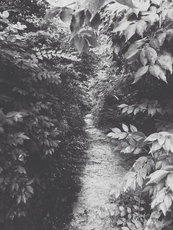 A narrow path through heavy vegetation. の素材