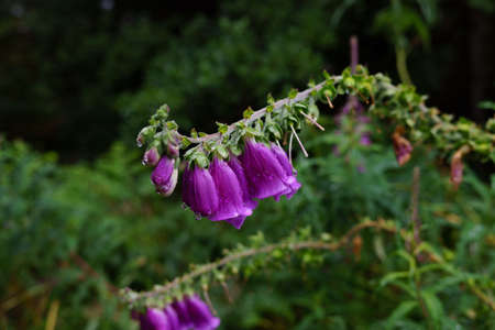 Foxglove with a raindrops on the petals.の写真素材