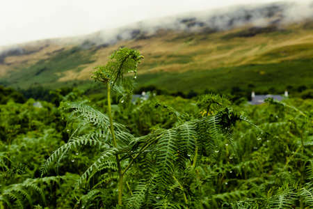 Lush green ferns in the Scottish countryside on the Isle of Arran, covered in raindrops and with low clouds in the background over the soft-focus hills.の写真素材