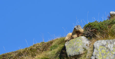 Groundhog sitting on a rock in front of a blue skyの写真素材