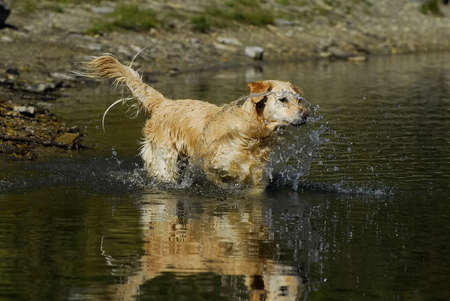 golden retriever running in the water and splashing at the cameraの写真素材