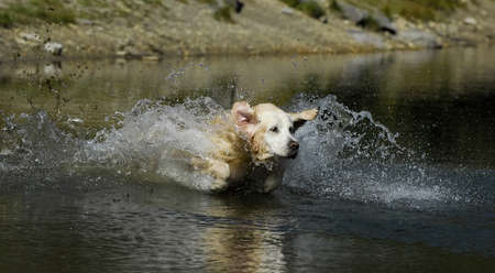 Golden retriever running in the water of a lake, splashing water.