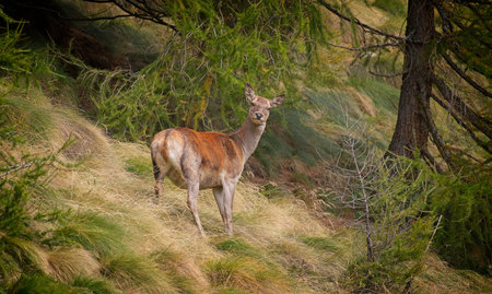Red deer in the forest. Fallow Deer (Cervus elaphus)