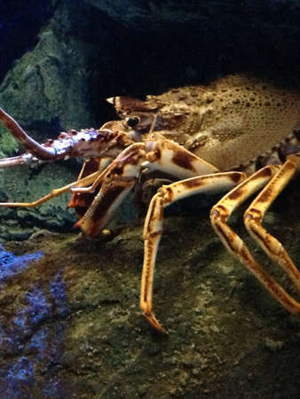 Lobster in Aquariumの素材