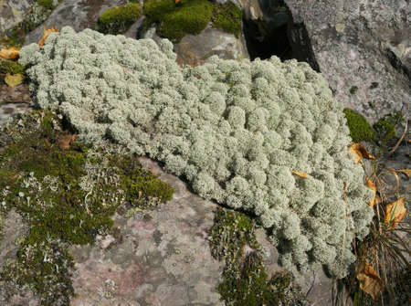 moss on the stone. mosses and lichens
