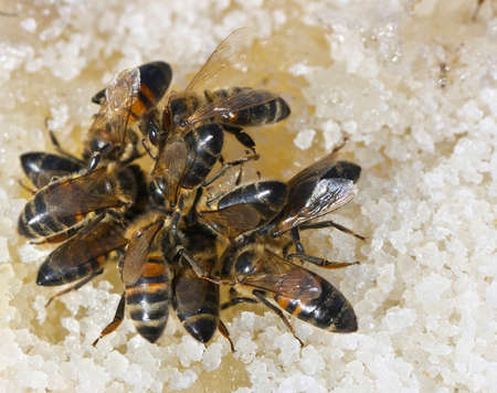 Bees eat honey.の写真素材