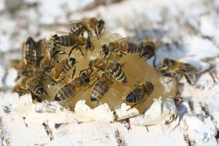 Honey bee eats honey on birch bark.の写真素材