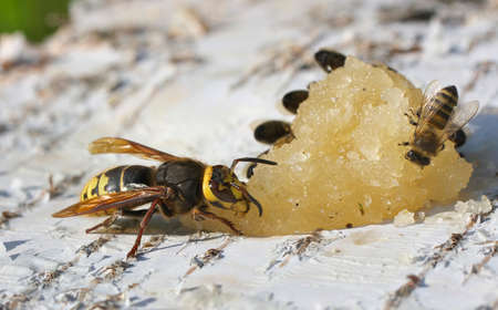 Hornet, a big wasp eating honeyの写真素材