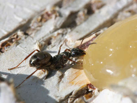 A small black ant eats honey.の写真素材