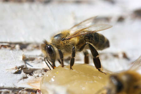 Honey bee eats honey on birch bark.の写真素材