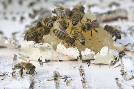 Honey bee eats honey on birch bark.の写真素材
