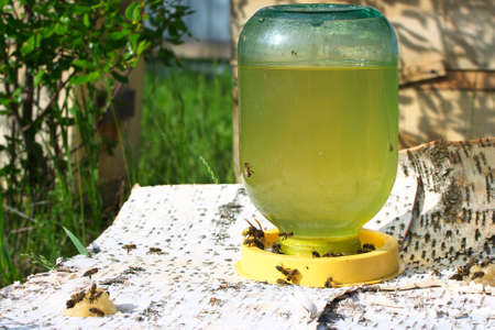 Bees drinking water on a special fork.の写真素材