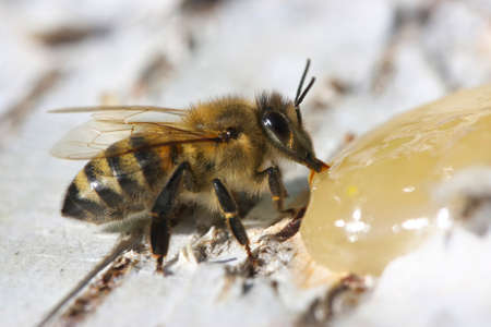 Honey bee eats honey on birch bark.の写真素材