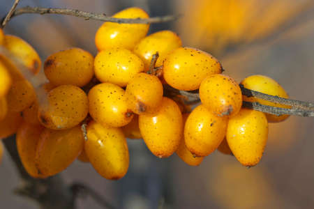 Branch of sea-buckthorn with ripe berries in the winter.