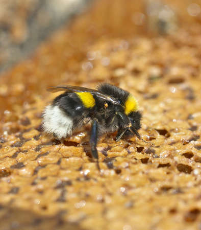 Honey bee eats honey on birch bark.