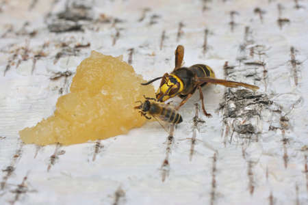 Hornet, a big wasp eating honeyの写真素材