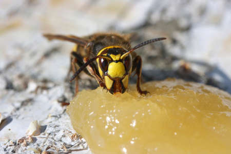 Hornet, a big wasp eating honeyの写真素材