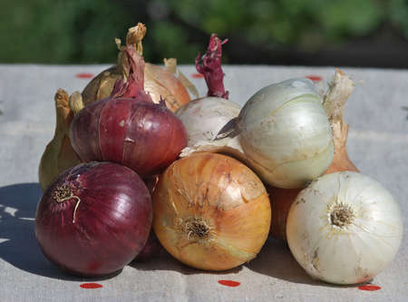 large onion close-up on sackingの写真素材
