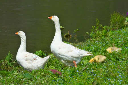 Geese in the meadow.の写真素材