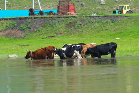 Cows in the river.の写真素材