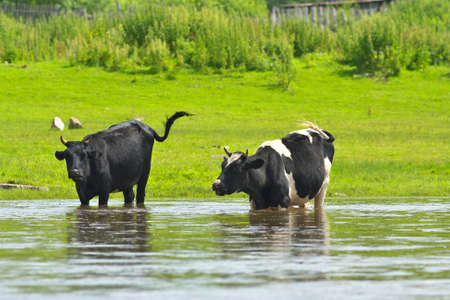Cows in the river.