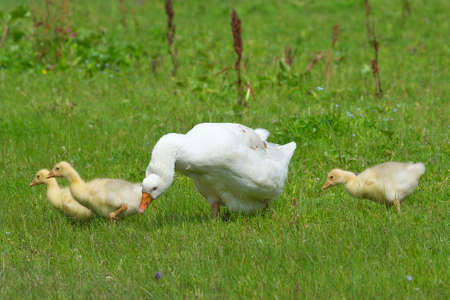 Geese in the meadow.の写真素材