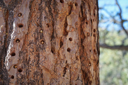Woodpecker holes on a tree in the Outback.の写真素材