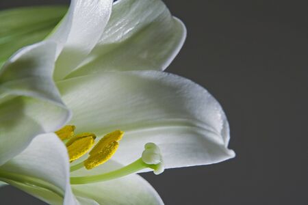 Easter Lily on grey backgroundの写真素材