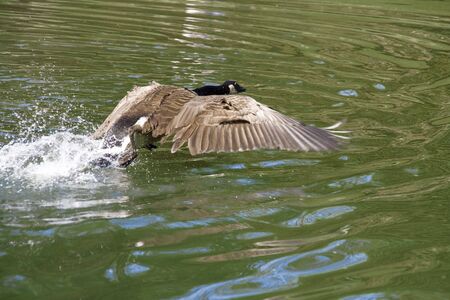 A goose taking off from green waterの写真素材
