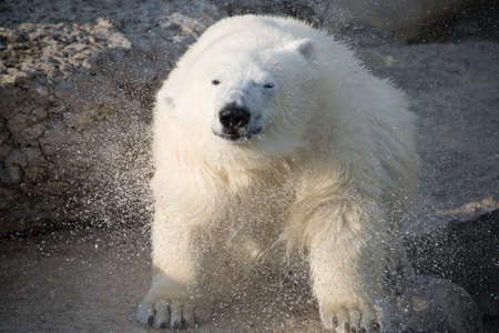 Toronto - November 25, 2012: Polar bear shakes off water at Toronto Zooの写真素材