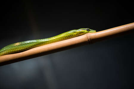 Toronto - November 25, 2012: Red-tailed green ratsnake at Toronto Zoo.の写真素材