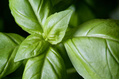 Extreme closeup view of growing organic basilの写真素材